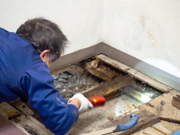Best Local Mold Removal Service  in Minerva Park, OH