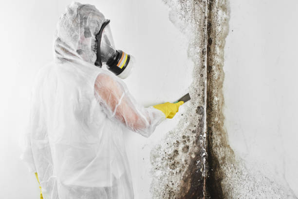 Professional Mold Removal in Minerva Park, OH