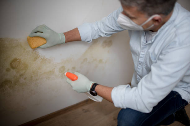 Best Residential Mold Removal  in Minerva Park, OH