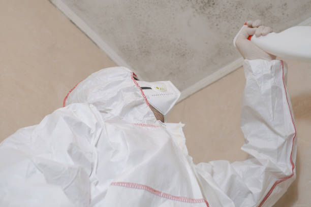 Best Fast Mold Removal  in Minerva Park, OH