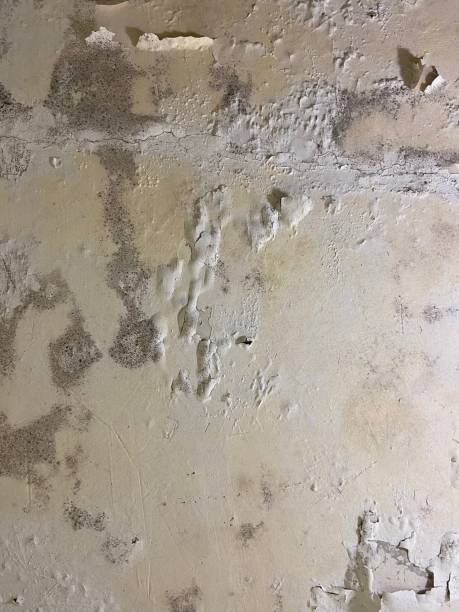 Best Mold Damage Repair  in Minerva Park, OH