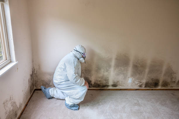 Home Mold Removal in Minerva Park, OH