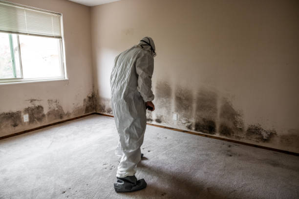 Best Local Mold Removal Service  in Minerva Park, OH