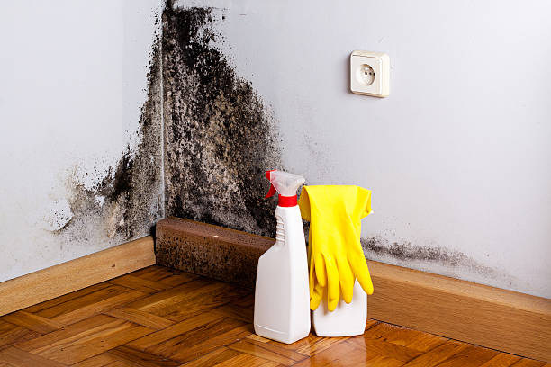 Office Mold Removal Services in Minerva Park, OH