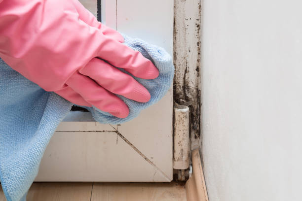 Best Mold Removal Company Near Me  in Minerva Park, OH