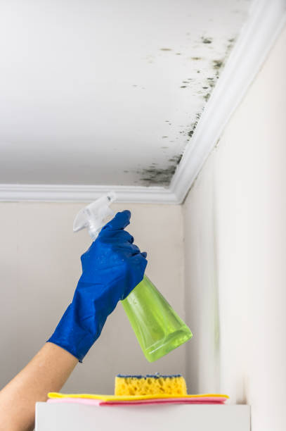 Best Emergency Mold Removal  in Minerva Park, OH