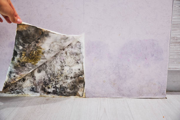 Best Home Mold Removal  in Minerva Park, OH